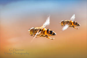 Tandem Hoverflies