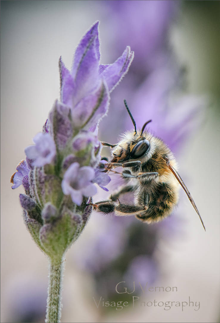Bee and the Lavender by GJ-Vernon