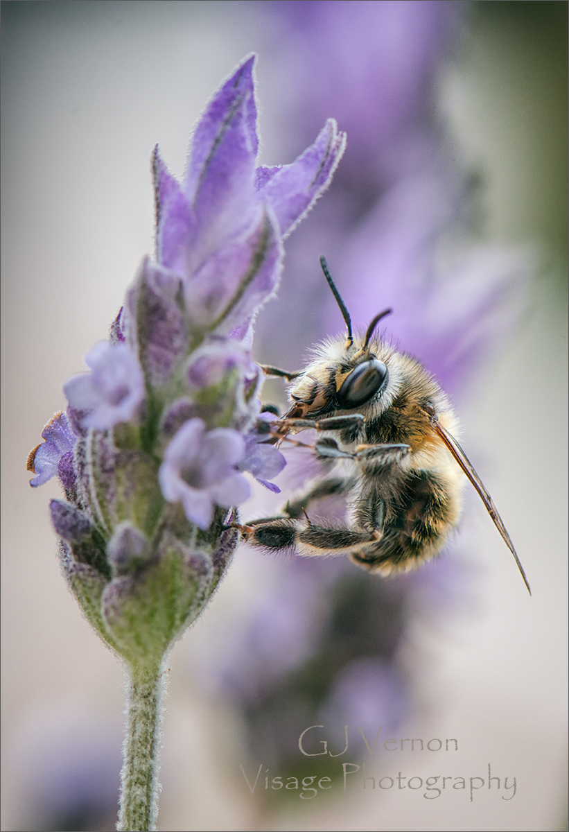 Bee and the Lavender by GJ-Vernon