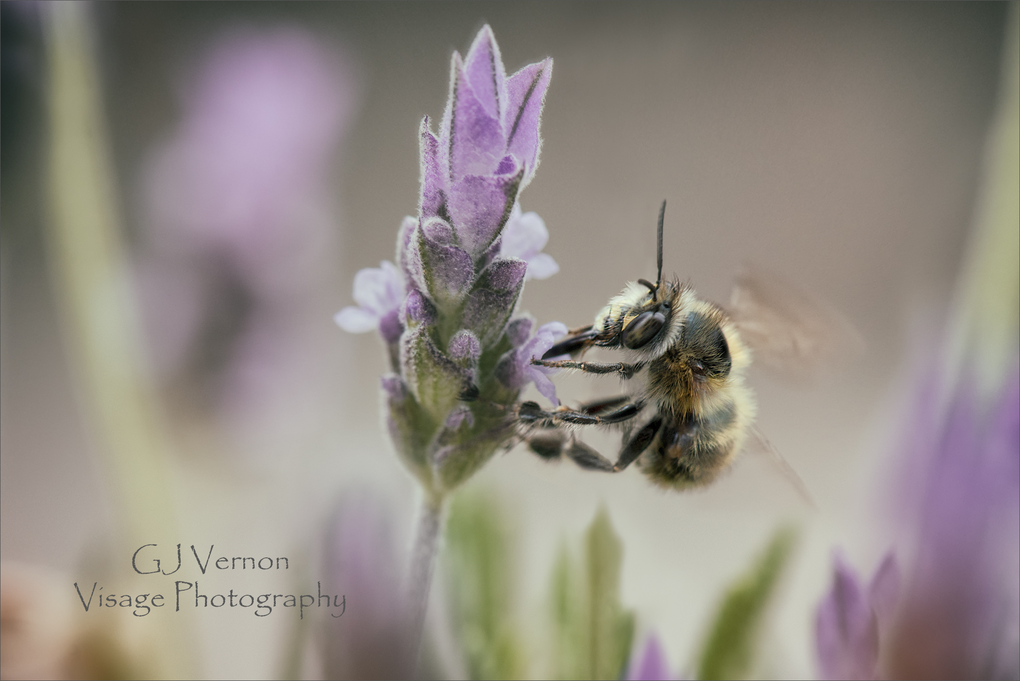 Solitary Bee