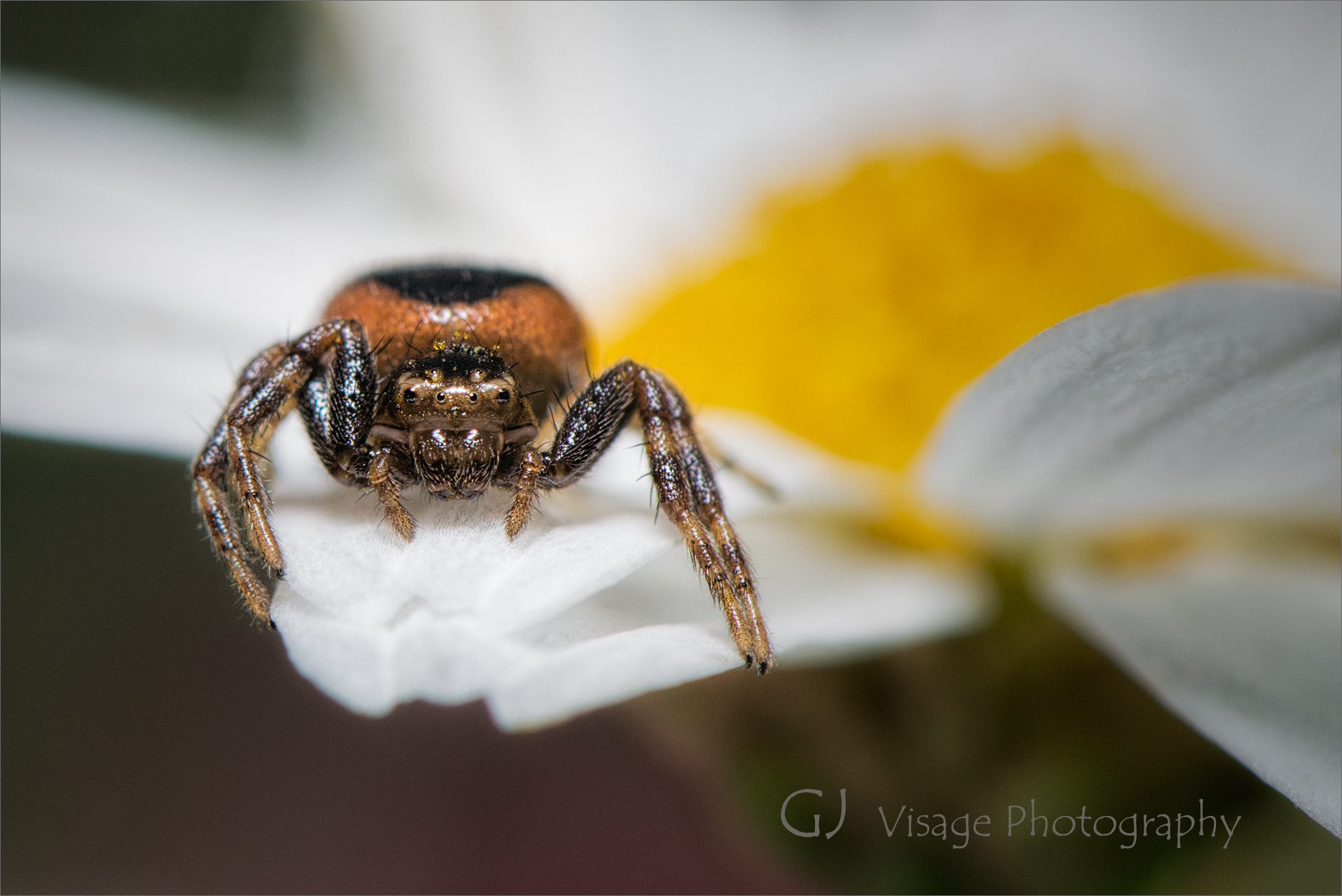 Red and Black Crab Spider