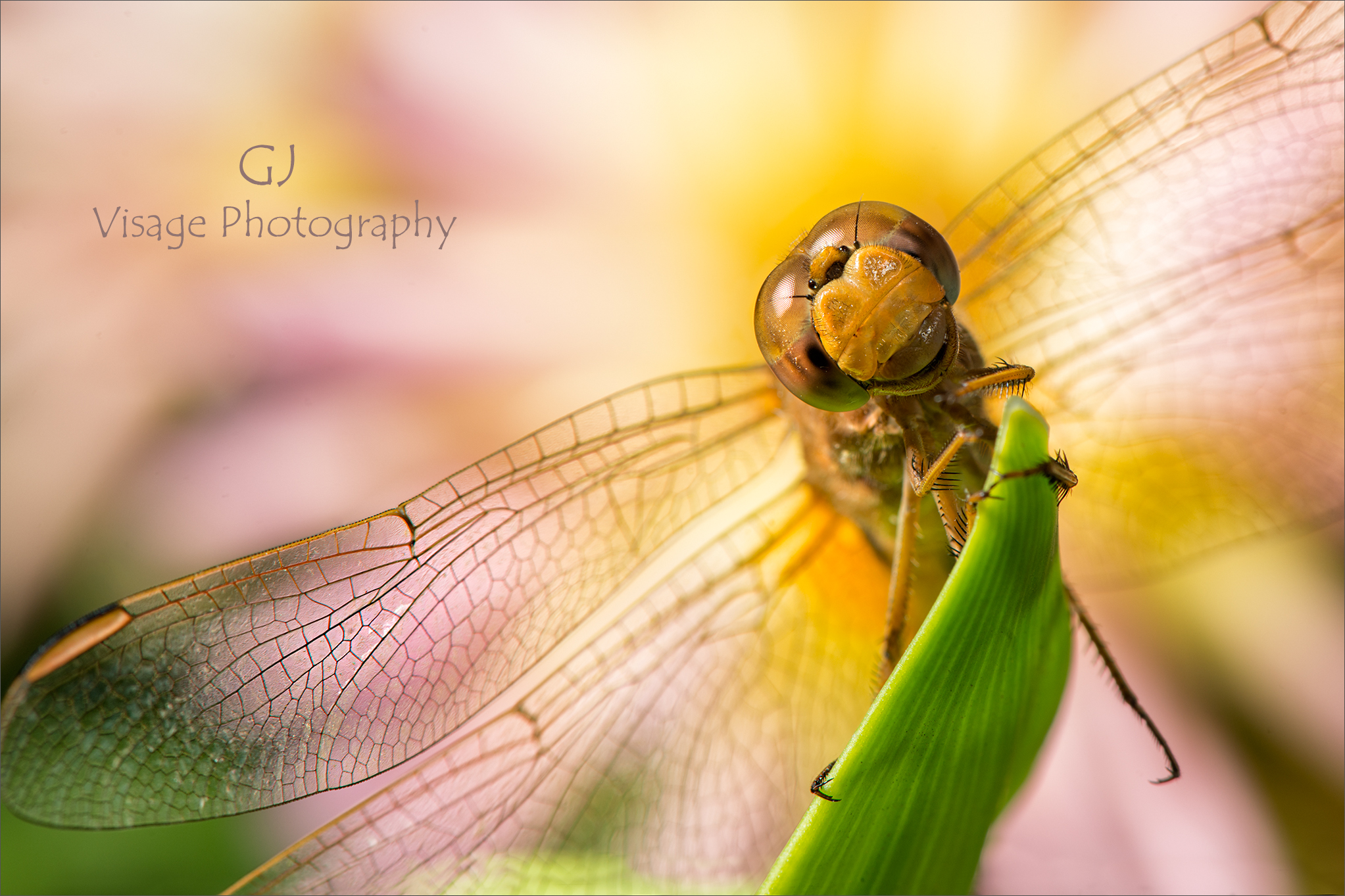 May Dragonfly