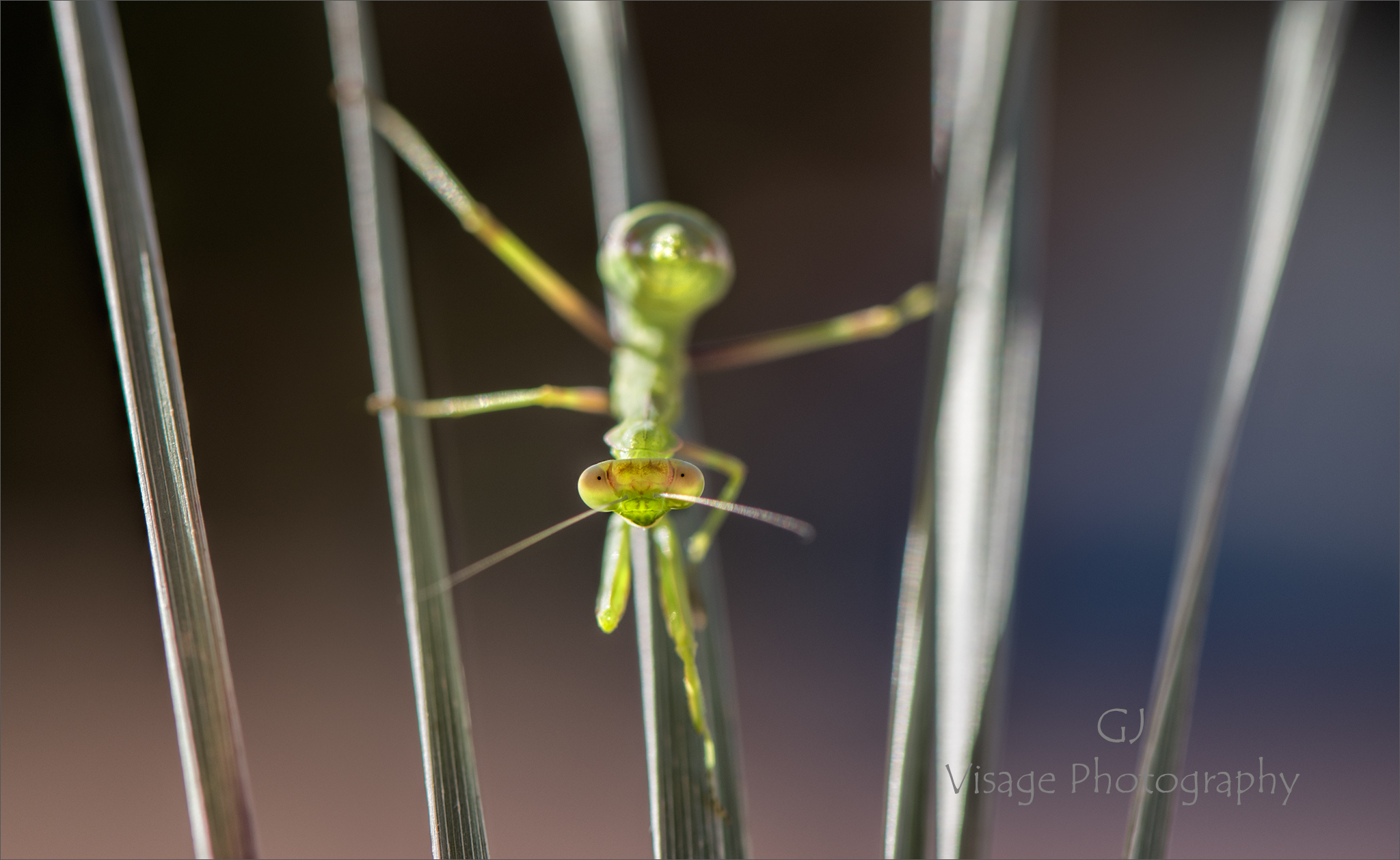 Back lit Mantis