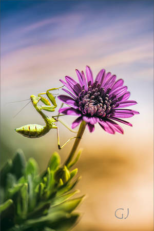 Evening in the Meadow by GJ-Vernon