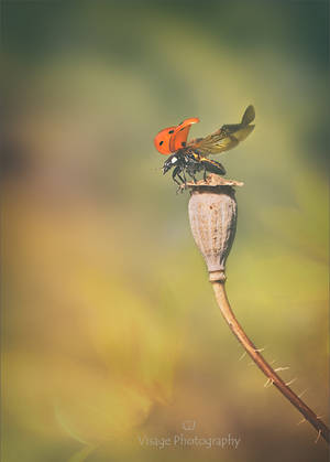 The Lady is Leaving by GJ-Vernon The Lady is Leaving by GJ-Vernon