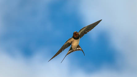 Swallow