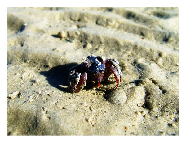 Crab Macro