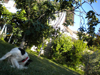 dog and the nature