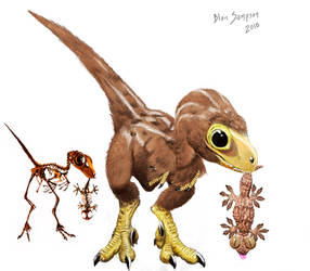 Study of baby Velociraptor