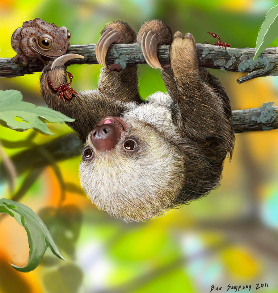 Nature's Kawaii, Baby sloth