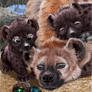 Mama git up, hyena cubs with mom
