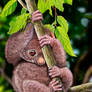 Shy Little Potto and Katydid