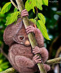 Shy Little Potto and Katydid by Psithyrus