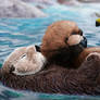 sea otter mom, pup, and bumblebee