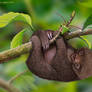 Little Mocha and a Bug,  Baby sloth