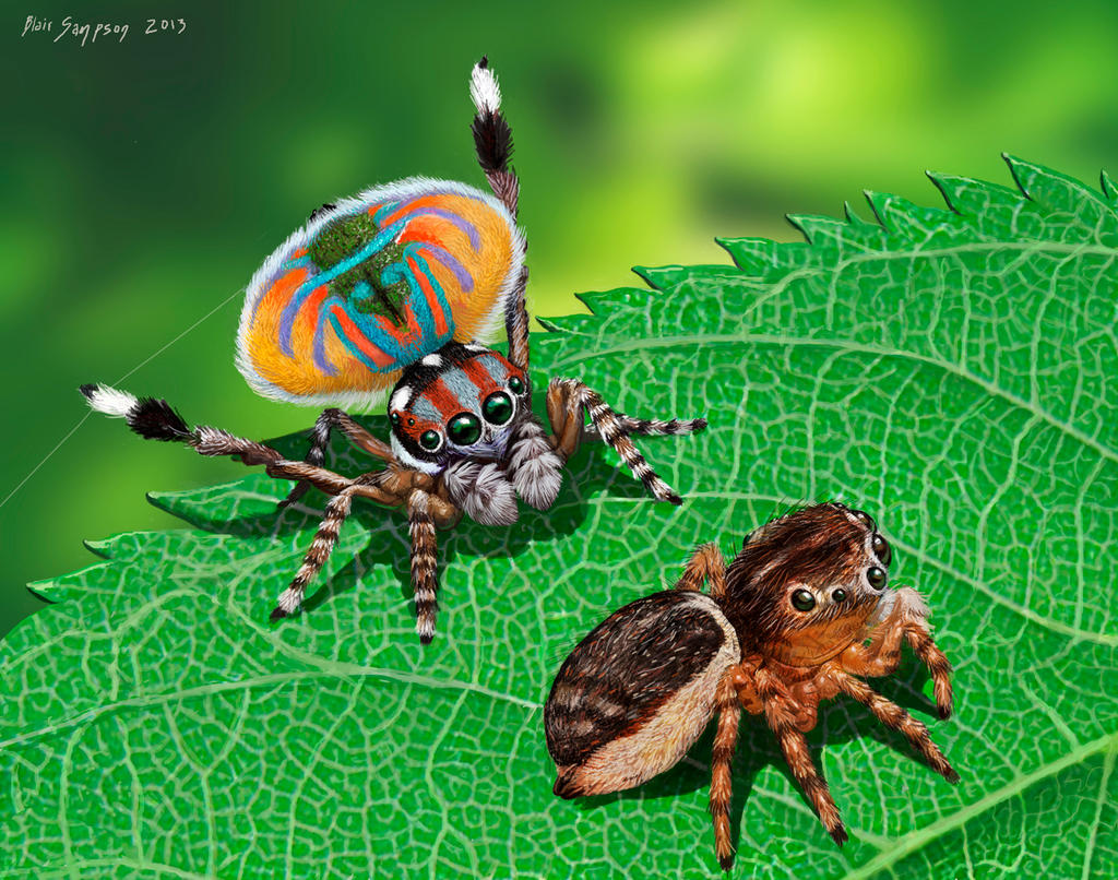 Peacock Spider, Maratus volans Salticidae
