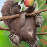 Baby Porcupine Loves MacIntosh Apples