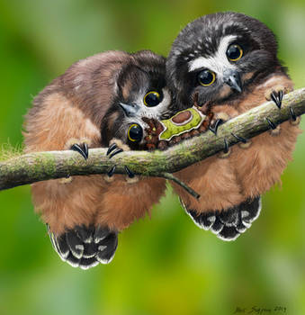 Baby Saw Whet Owls and Saddleback Caterpillar by Psithyrus