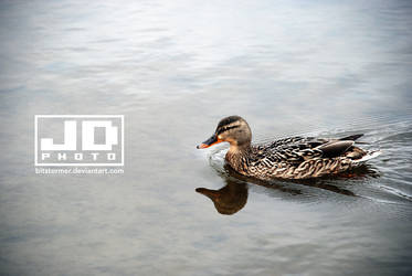 Ducky Swim