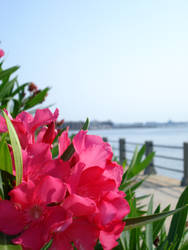 Charleston Harbor