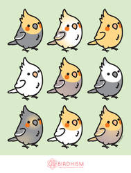 Chubby Cockatiels