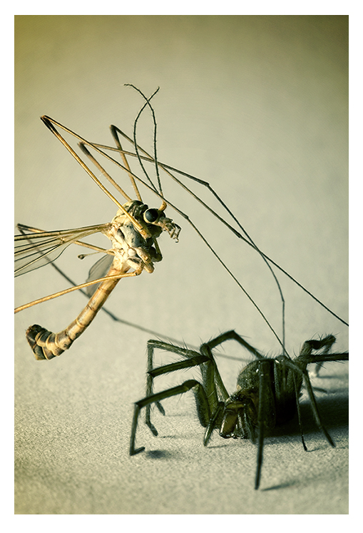 Insect vs Spider