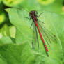 Damselfly