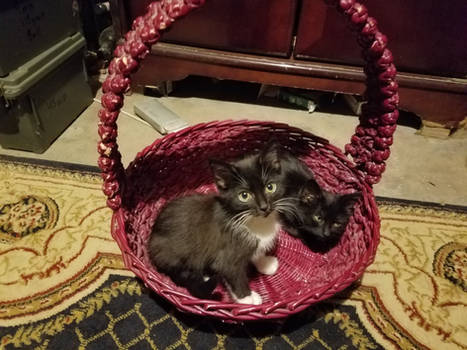 Kittens in a basket 