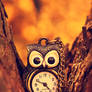 Hoot Hoot