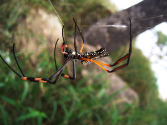 Giant Golden orb Spider