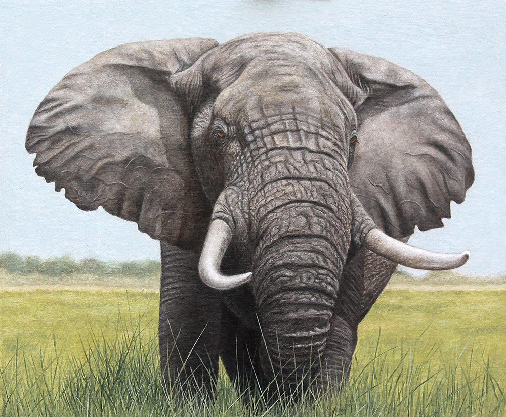 Bull Elephant. Oil on panel.