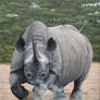 Charging Rhino. Oil on canvas.
