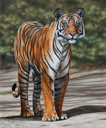 Bengal Tiger. Oil on panel. by painterman33