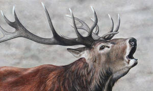 Red Deer Stag. Oil on panel.