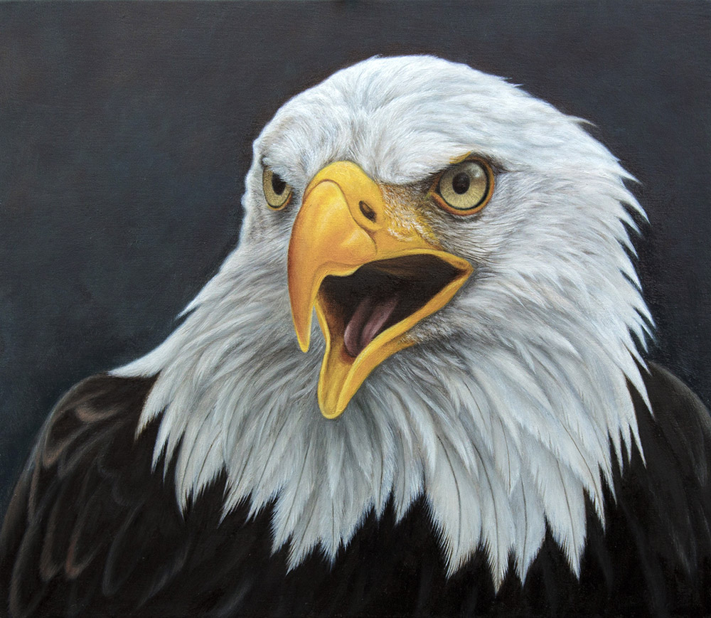 Bald Eagle. Oil on Panel.