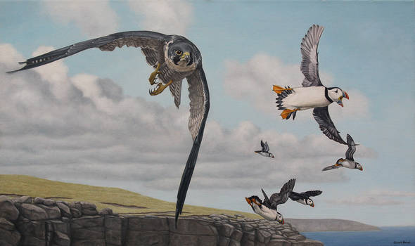 Peregrine and puffins. Oil on canvas.