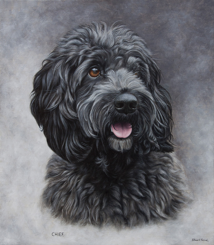 Cockapoo Portrait. Oil on canvas. 14 x 16.