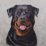 Rottweiler portrait