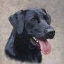 Labrador Portrait. Oil on canvas