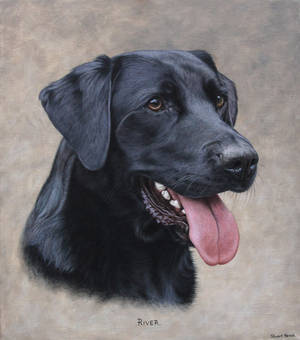 Labrador Portrait. Oil on canvas by painterman33