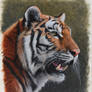 Siberian Tiger. Oil on panel. 10.5 x 12 inches.