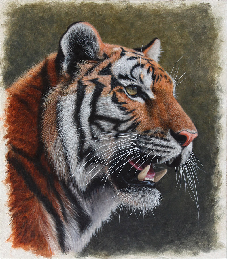 Siberian Tiger. Oil on panel. 10.5 x 12 inches.