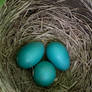 Robin's Eggs