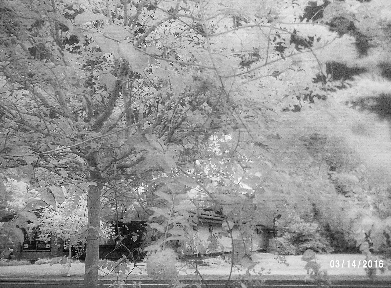 Bw Tree by jklove88 on DeviantArt