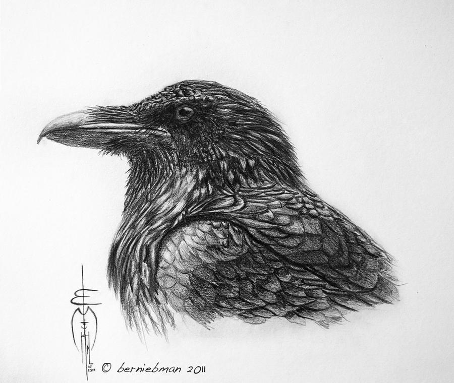 crow_drawing