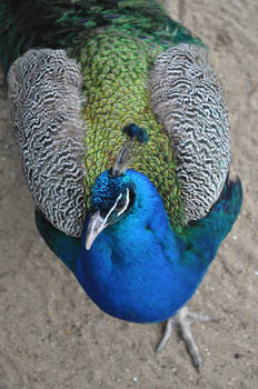 Peacock Stock 1