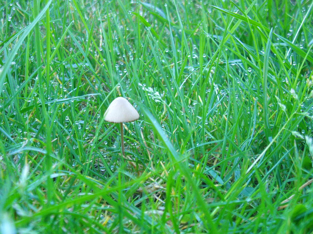 Dewy Mushroom