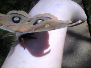 Little Mothra