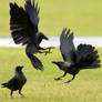 Crow Brawl