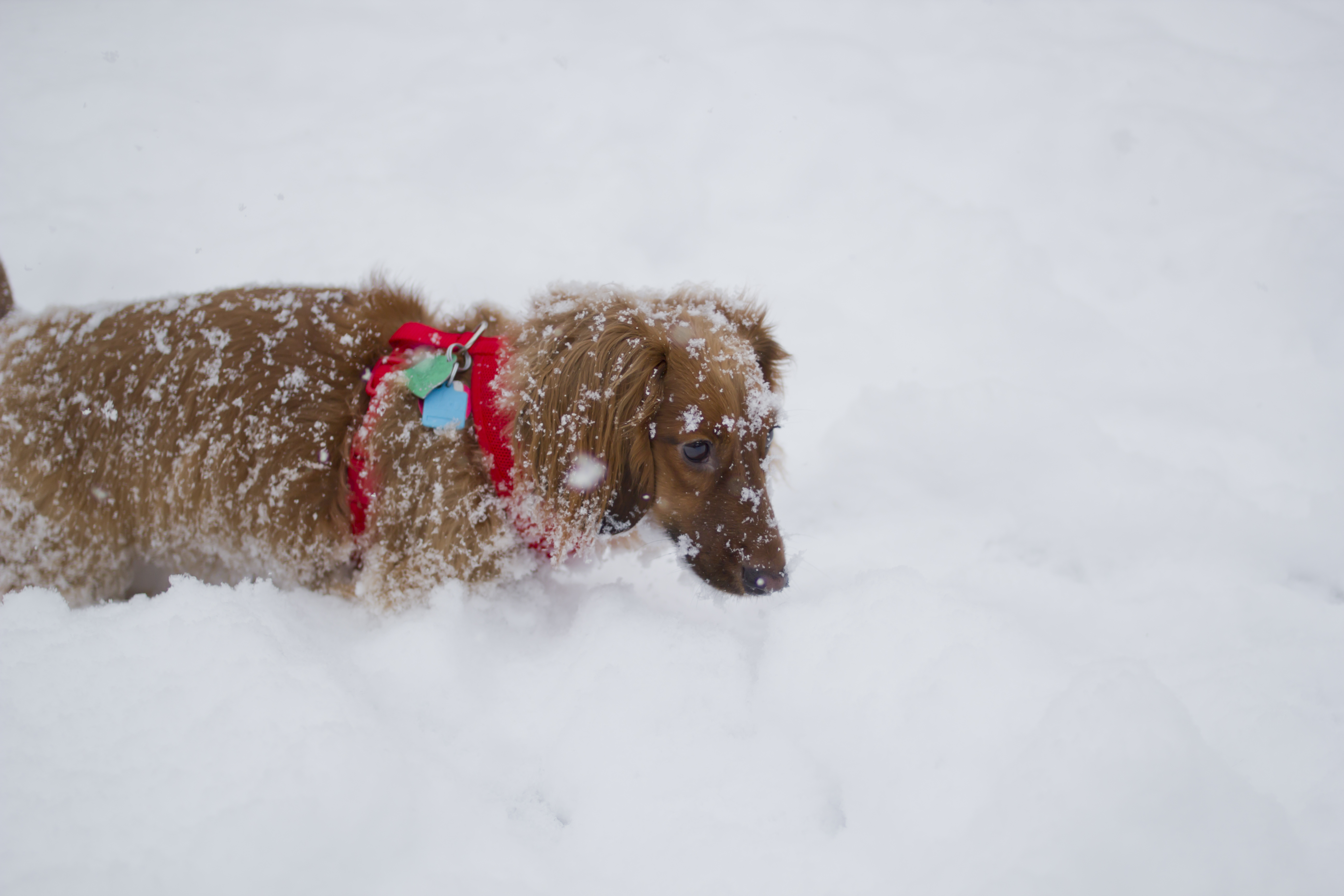 snow weiner